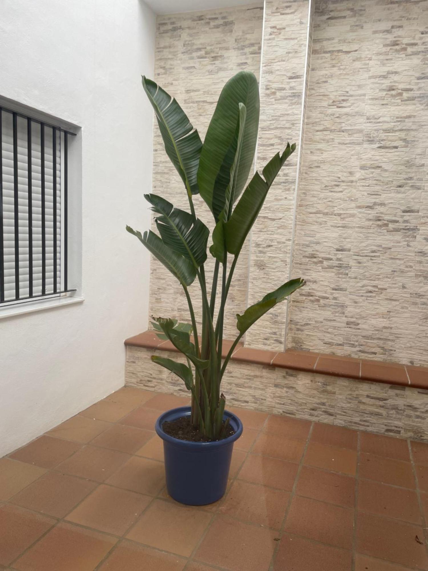 Alojamiento Saturno 1 Conil De La Frontera Zewnętrze zdjęcie